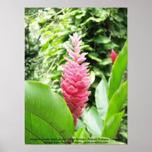 Poster Jengibre rosado (gingembre rose) (Devant)