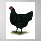Poster Jersey Giant : Black Hen (Devant)