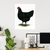 Poster Jersey Giant : Black Hen (Bureau à domicile)