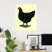 Poster Jersey Giant : Black Hen (Bureau à domicile)