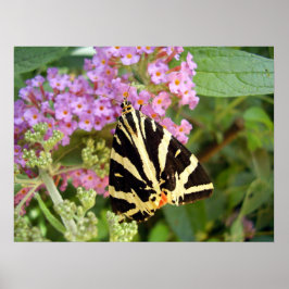 Poster Jersey Tiger Butterfly