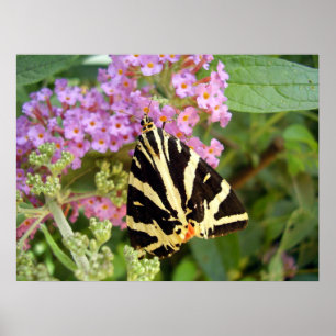 Poster Jersey Tiger Butterfly