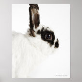 Poster Jersey Wooly Rabbit (Devant)