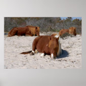Poster Jeter des ponies sauvages au Parc national Assatea (Devant)