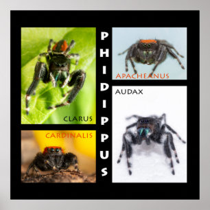 Poster Jeu d'araignée de Phidippus