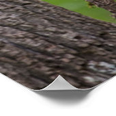 Poster Jeu d'oursons noirs, Tennessee (Coin)