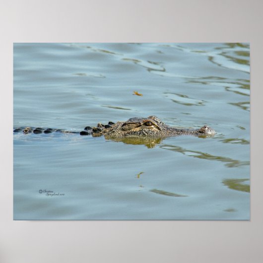 Poster Jeune Alligator (Devant)
