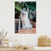 Poster Jeune Chat Perse Blanc Assis Avec Plante (Cuisine)