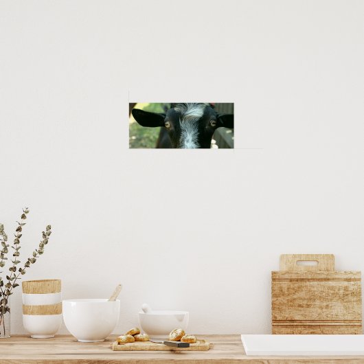 Poster Jeune chèvre posant. (Cuisine)