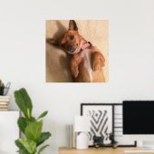 Poster Jeune chien teckel marron en pose ventrale (Bureau à domicile)