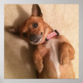 Poster Jeune chien teckel marron en pose ventrale (Devant)