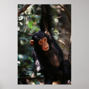 Poster Jeune chimpanzé