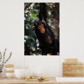 Poster Jeune Chimpanzé pendu à la forêt (Cuisine)