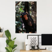 Poster Jeune Chimpanzé pendu à la forêt (Bureau à domicile)