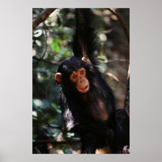 Poster Jeune Chimpanzé pendu à la forêt (Devant)