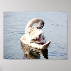 Poster Jeune cygne se lissant les plumes