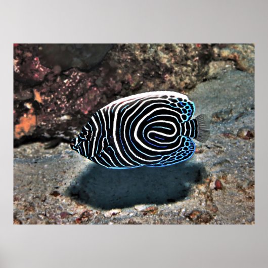 Poster Jeune empereur (Devant)