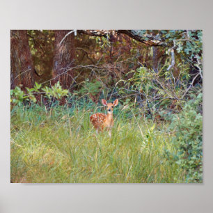 Poster Jeune Faon de Cerf dans la Nature au Texas