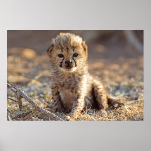Poster Jeune guépard mâle de 19 jours