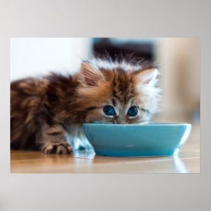 Poster Jeune Kitten perse