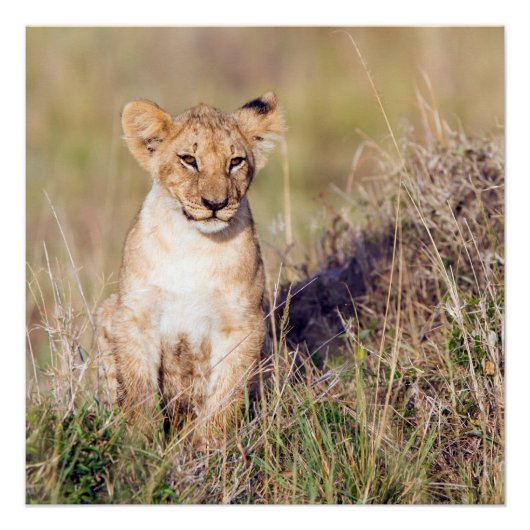 Poster Jeune lion (Devant)