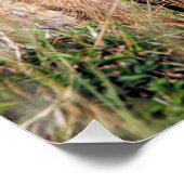 Poster Jeune lion (Coin)