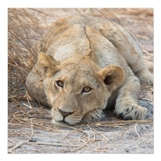 Poster Jeune lion (Devant)