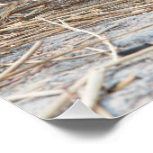 Poster Jeune lion (Coin)