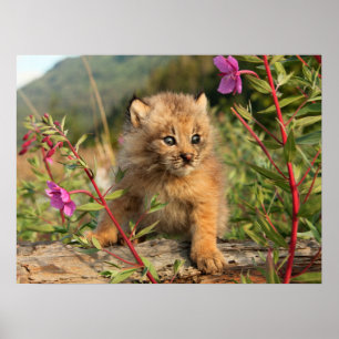Poster Jeune Lynx du Canada, Alaska