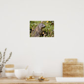 Poster Jeune marmotte alpine dans l'herbe (Cuisine)