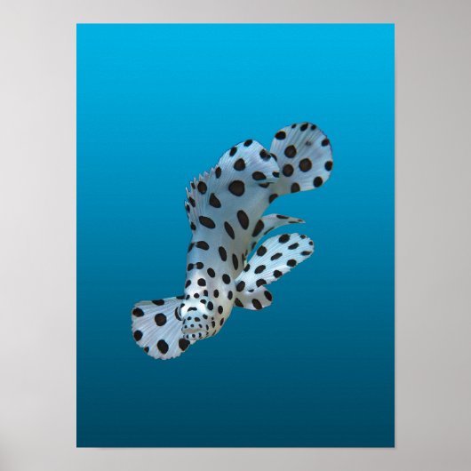 Poster Jeune Mérou - Fond bleu dégradé | (Devant)