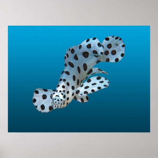 Poster Jeune Mérou - Fond dégradé bleu | (Devant)