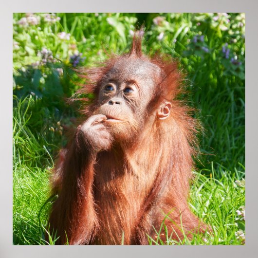 Poster Jeune Orangutan profondément dans la pensée (Devant)