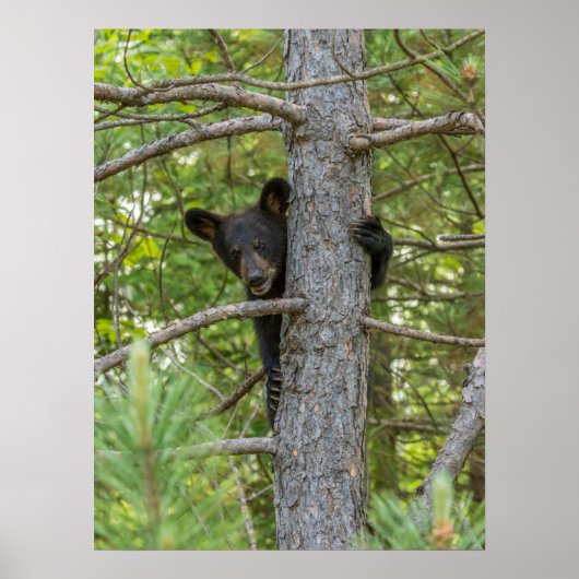 Poster Jeune ours grimpant à un arbre (Devant)