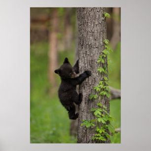 Poster Jeune ours noir grimpant à un arbre