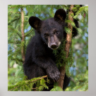 Poster Jeune ours noir jouant dans les arbres