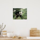 Poster Jeune panda géant grimpe à un arbre, vallée de Wol (Cuisine)
