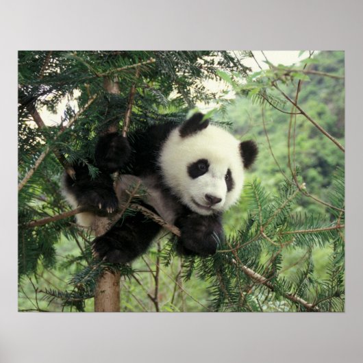Poster Jeune panda géant grimpe à un arbre, vallée de Wol (Devant)