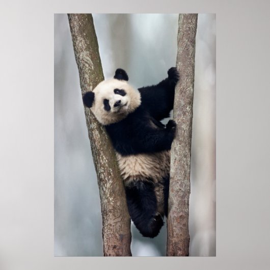 Poster Jeune panda grimpant à un arbre, Chine (Devant)