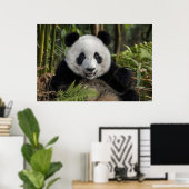 Poster Jeune panda heureux, Chine (Bureau à domicile)