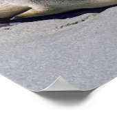 Poster Jeune phoque dormant sur la plage - Australie (Coin)