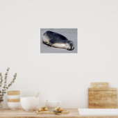 Poster Jeune phoque dormant sur la plage - Australie (Cuisine)