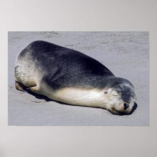 Poster Jeune phoque dormant sur la plage - Australie (Devant)