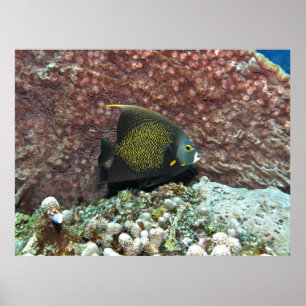Poster Jeune poisson-ange français