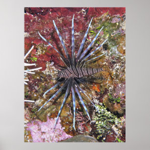 Poster Jeune poisson-lionne