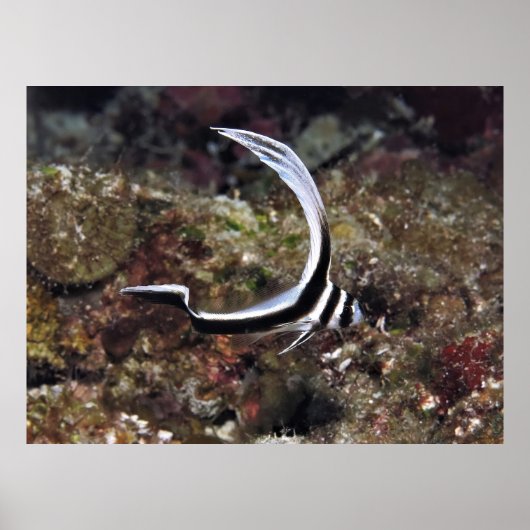 Poster Jeune Tambour tacheté (Devant)