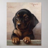 Poster Jeune teckel | Carl Reichert (Devant)