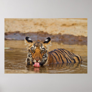 Poster Jeune tigre du Bengale royal, buvant de l'eau