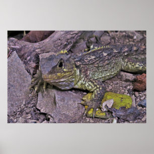 Poster Jeune Tuatara