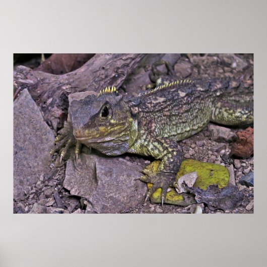 Poster Jeune Tuatara (Devant)